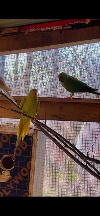 Vand gaini pitice , iepuri , fazani , papagli micul alexandu