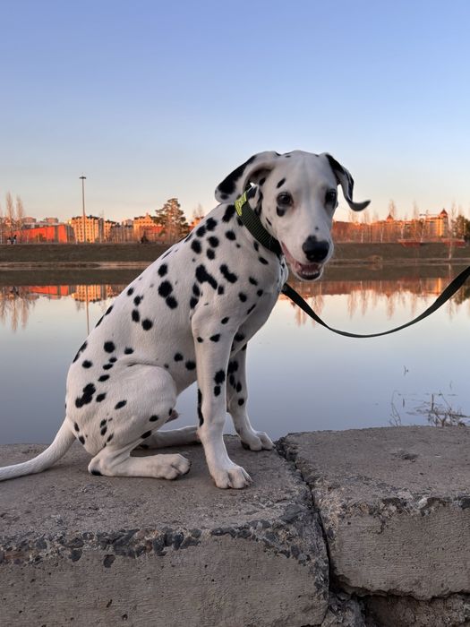 Отдам в добрый руки Далматина
