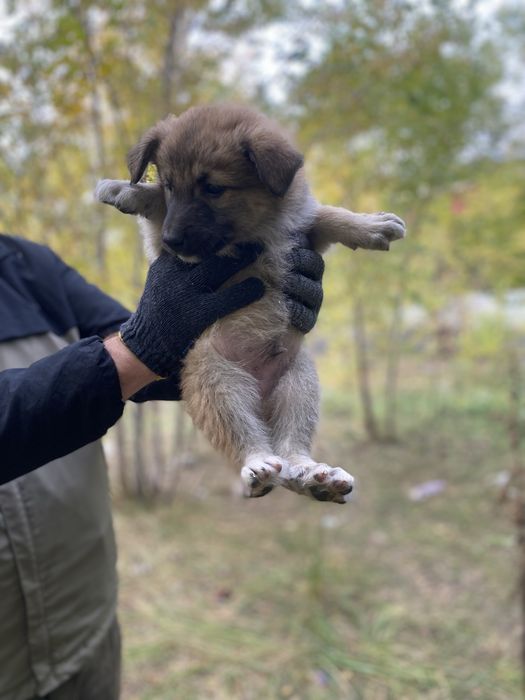 Щенки в добрые руки