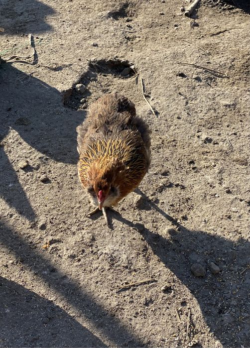 Oua araucana și ameraucana pt incubat