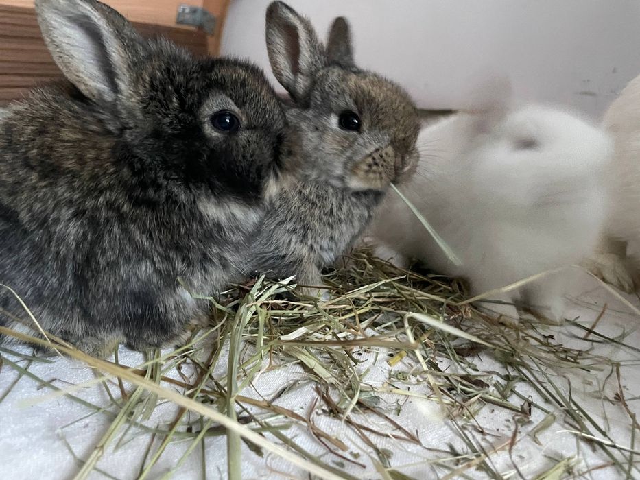 Крольчата домашние