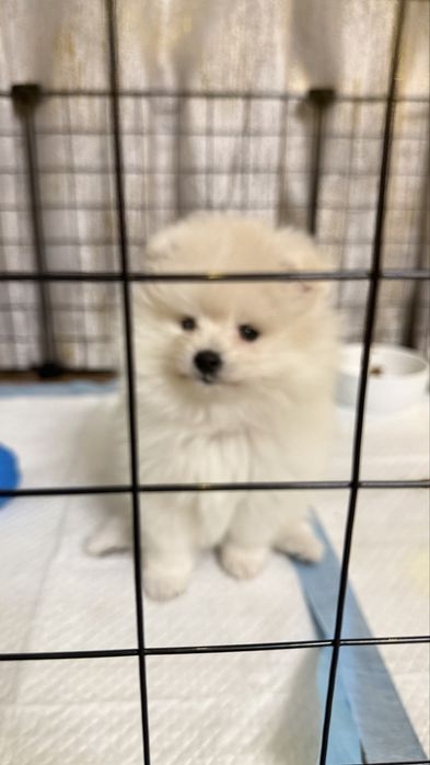 Продам шпица девачка