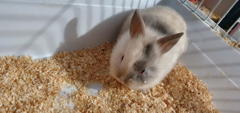 Декоративные кролики