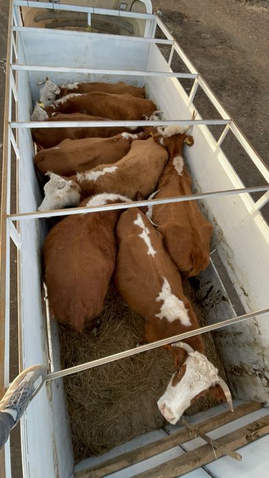 Борт для Газель Скотовоз