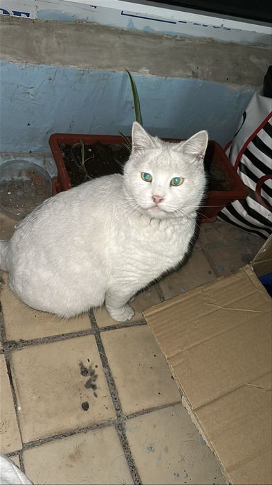 Отдам кошечку в добрые руки