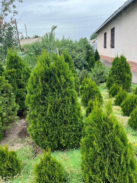 Туя смаракта, ель