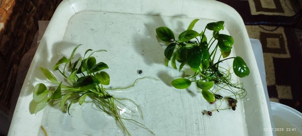 Анубиас Нана кустики