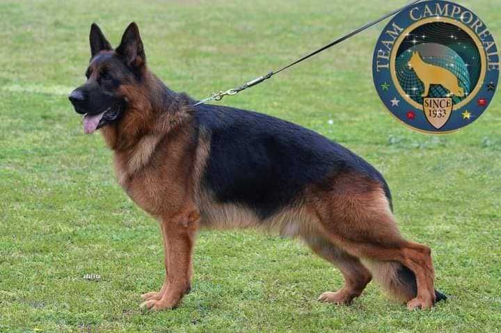 Ciobanesc German de la Canisa Autorizata