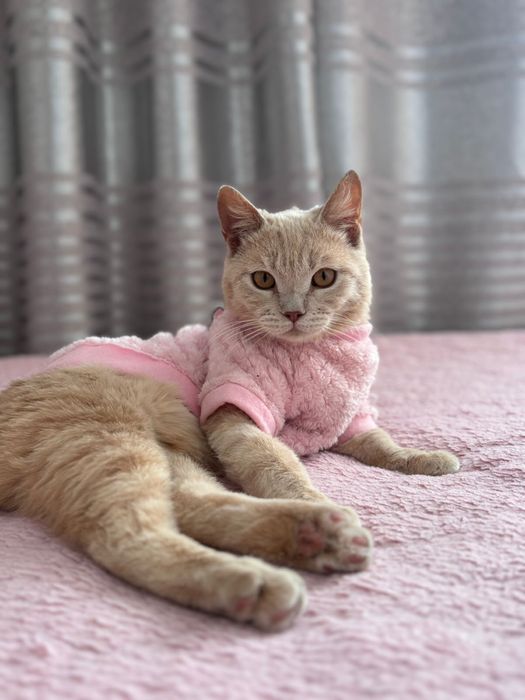 Отдаем кота в добрые руки