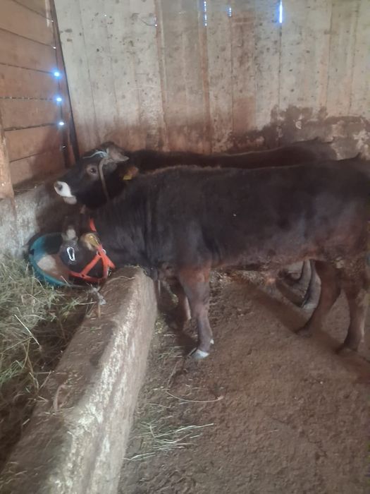 Vand 2 taurasi de jug foarte frumosi