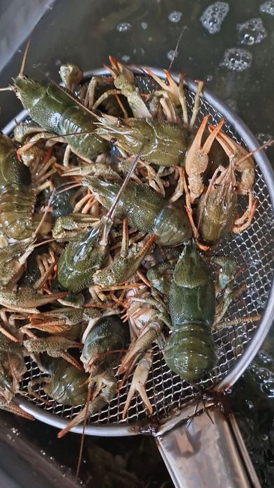 Раки в Алматы продам