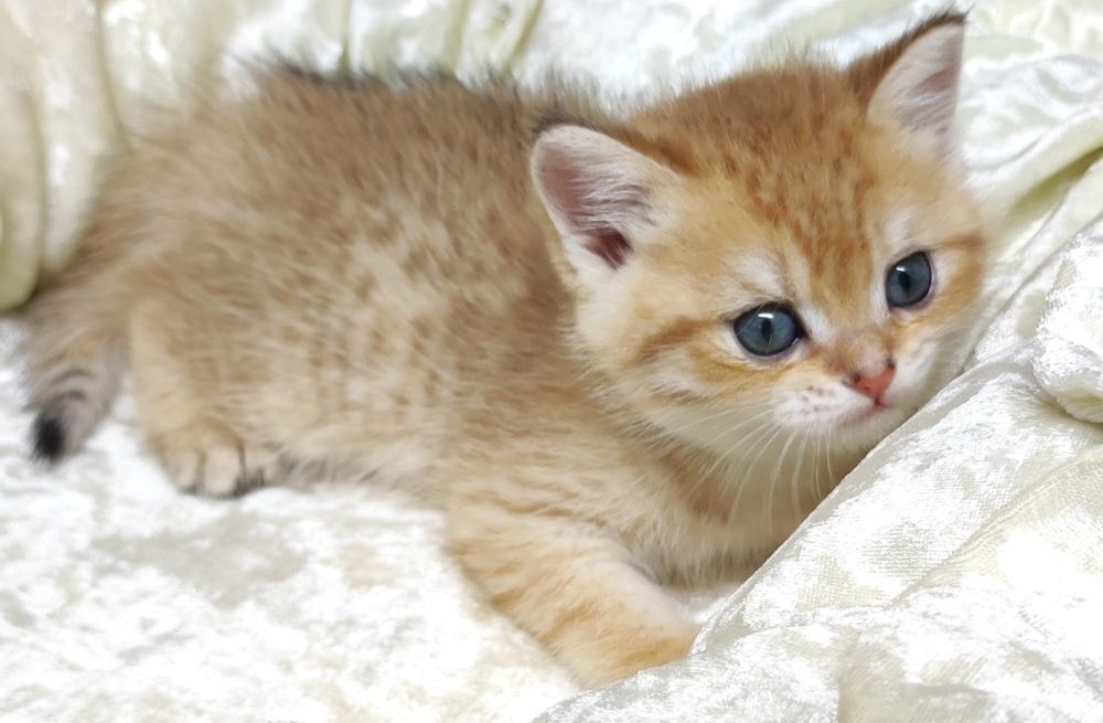 Британские кошечки и котики