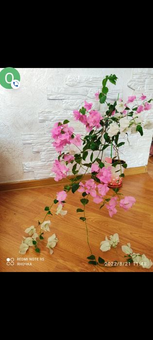 Продам черенки от 1000