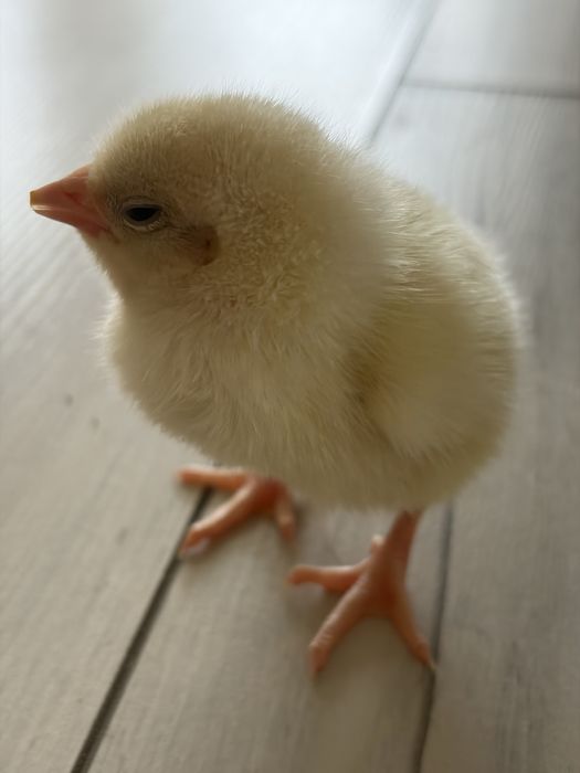 Цвплята бройлера суточные вакцинированные