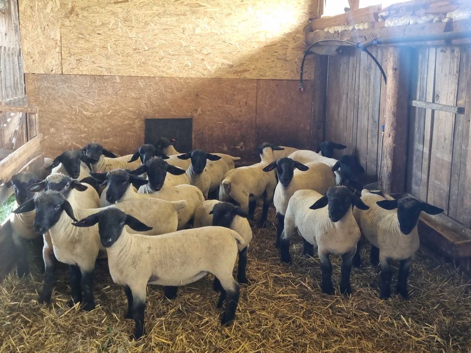 Berbecuți și mieluțe Suffolk
