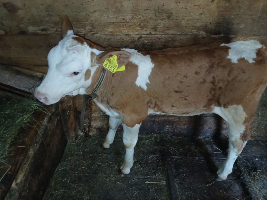Vând vițea de 5 săptămâni