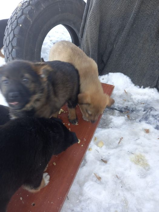 Кутятки девочки и мальчики