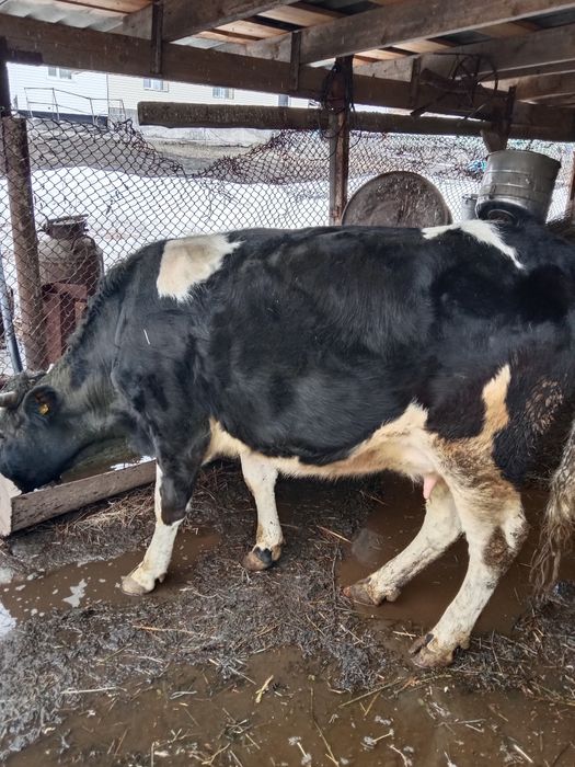 Продается корова