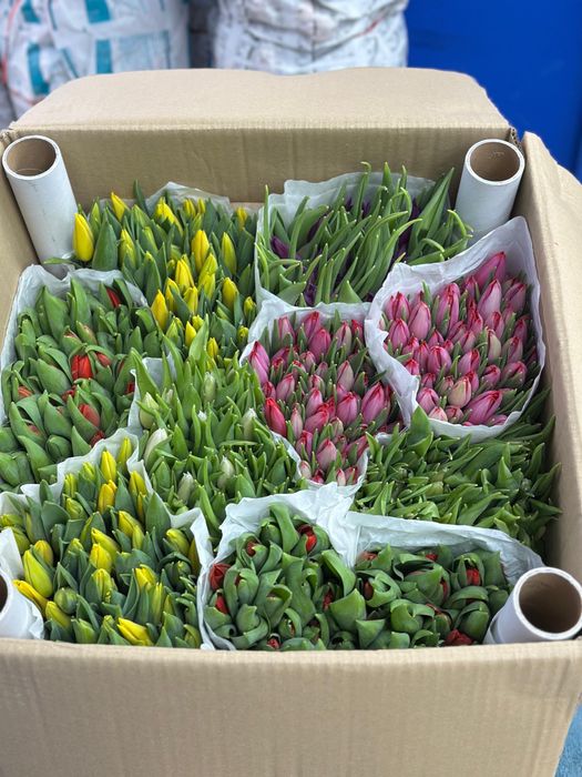 Тюльпаны оптом от 1000шт
