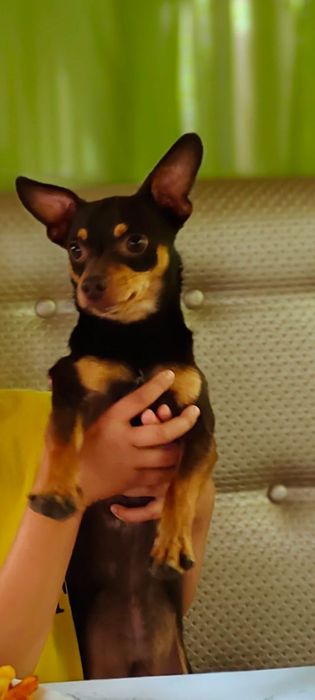 Готовятся к продаже щенки