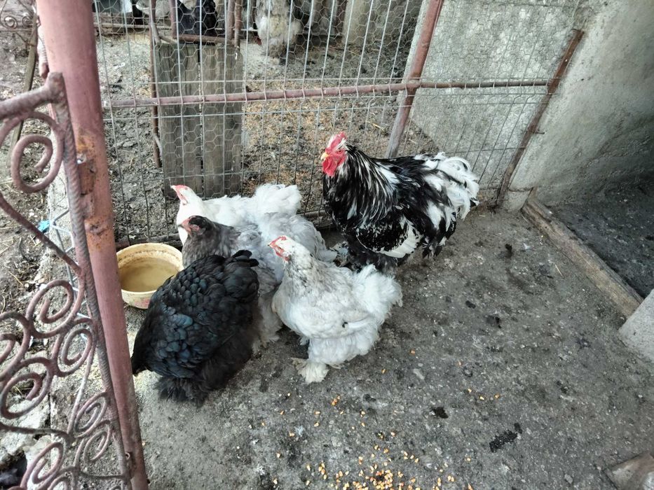 Găini cochinchina și brahma