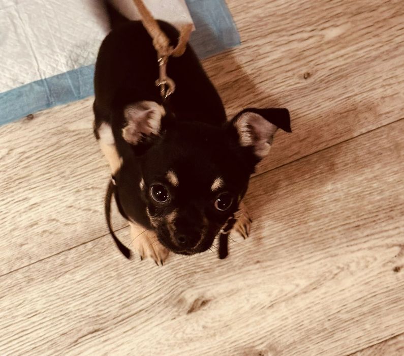 Продам собаку , девочка