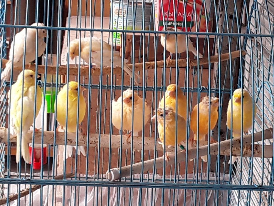 Кенары и канарейки.