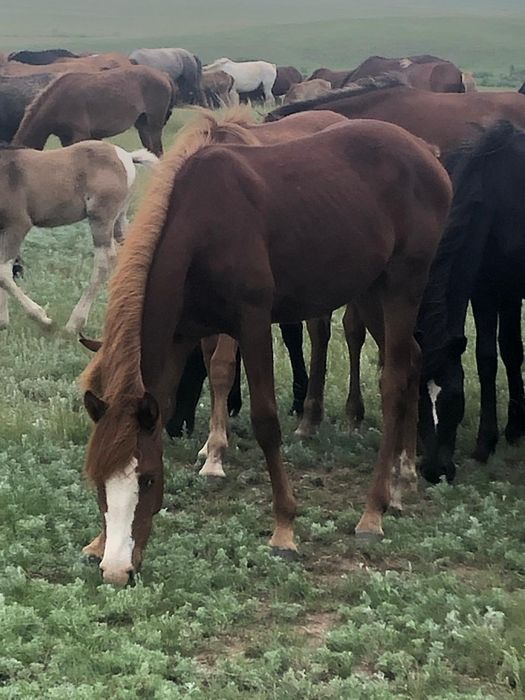 Продаю лошадей 4 головы