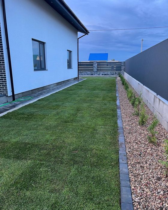 Готовый газон,газон рулонного,дайын газон