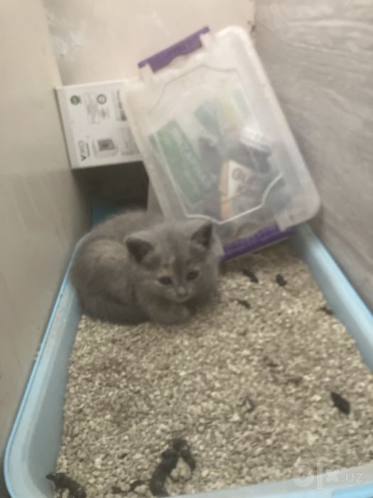 Продам кошку и котят
