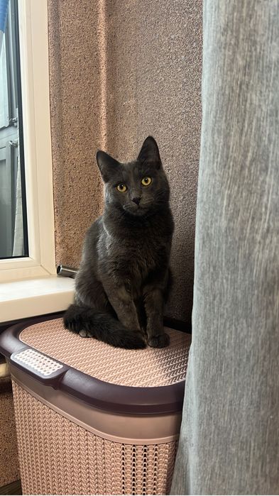 Пропал кот , помогите найти