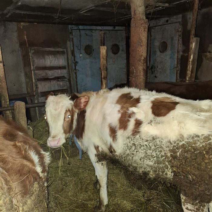 Продам коров бычков