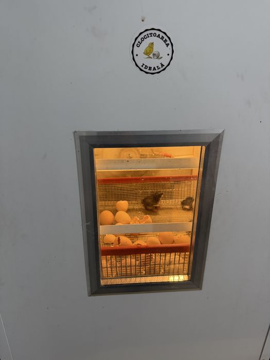 Vand pui rasa Australorp negru