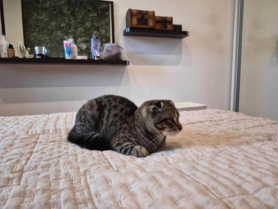Котенок шотландский вислоухий