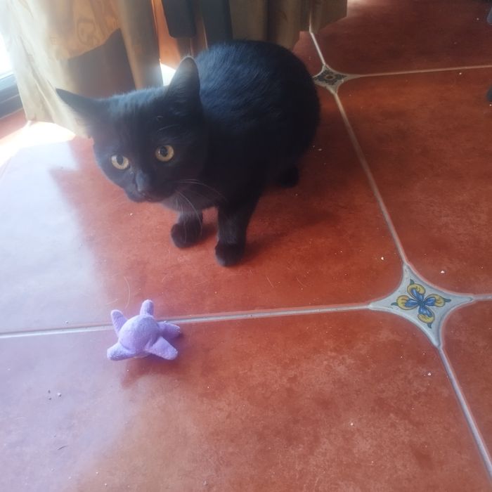 котенца от Созопол