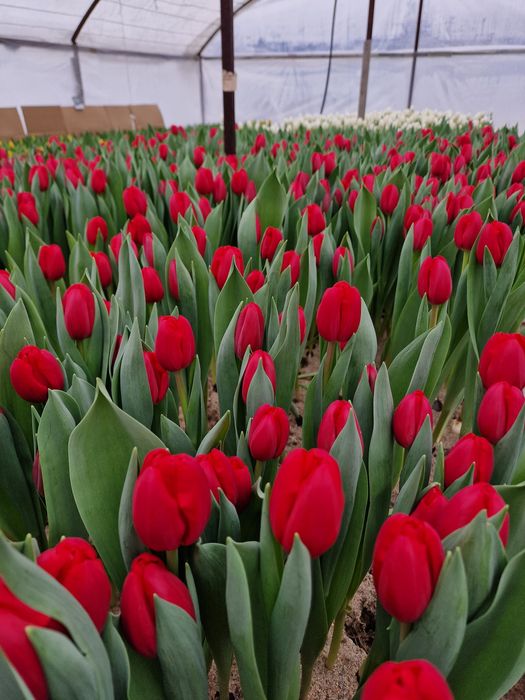 Тюльпаны оптом и в розницу