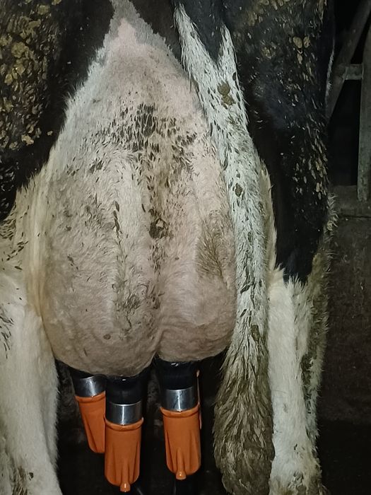 Vaci cu lapte, din rasa hollstein, tinere,