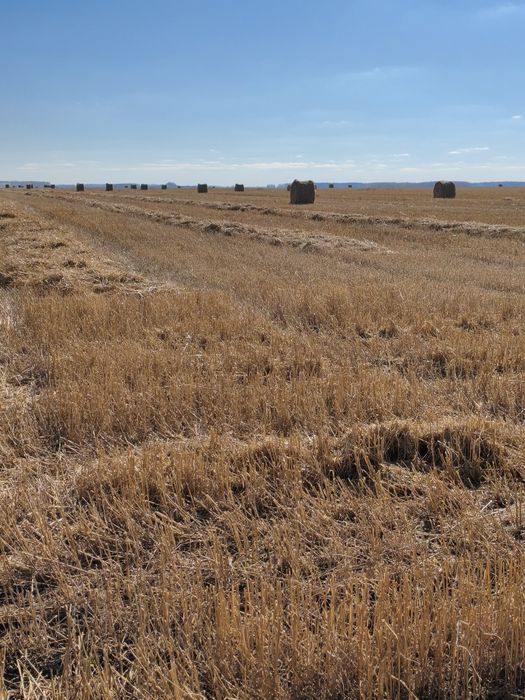 Солома. Пшеничная солома.