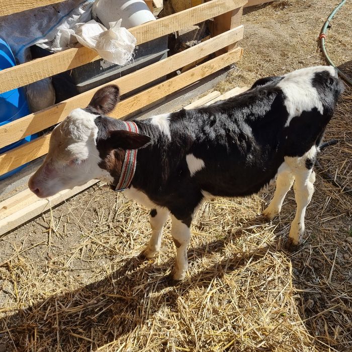 Vitica 7 săptămâni ( sau schimb cu vitel , tauras )