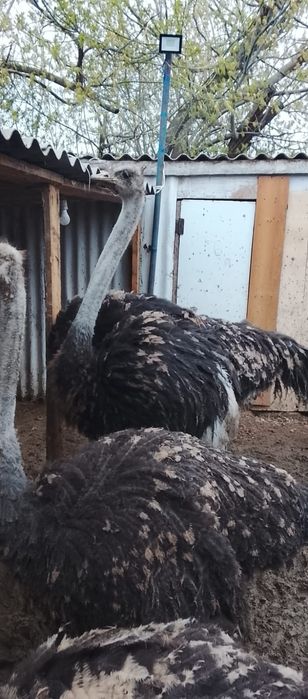 Страус Түйеқұс бағасы 350 мың