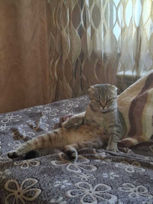 Отдам котёнка,скоттиш-страйт