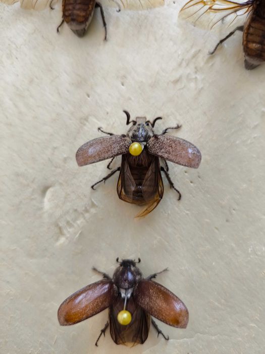 Картина Репина "Жук скаробей".