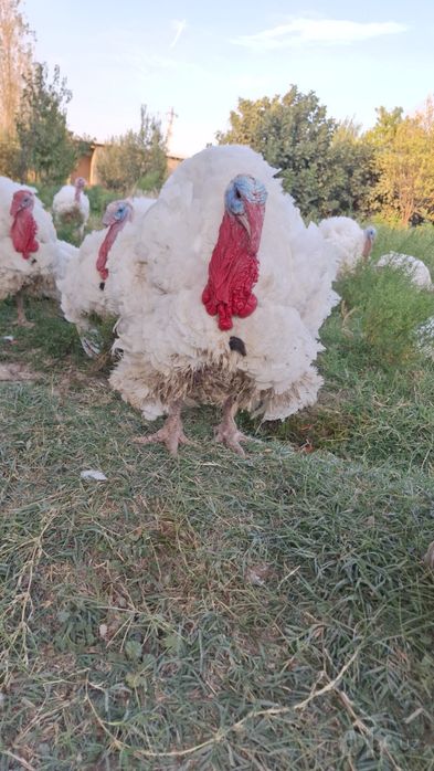 Bik 6 Induklari 6 oylik 15/25 kilogacha go'shti bor kilosi 50mingdan