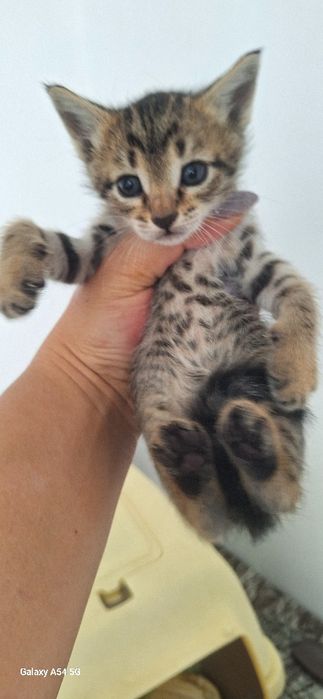 Красивые котята в добрые руки