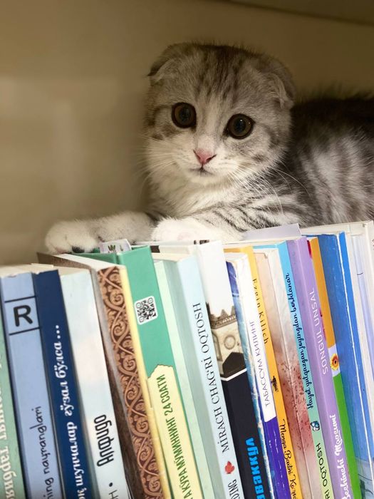 Продается кот порода шотланд