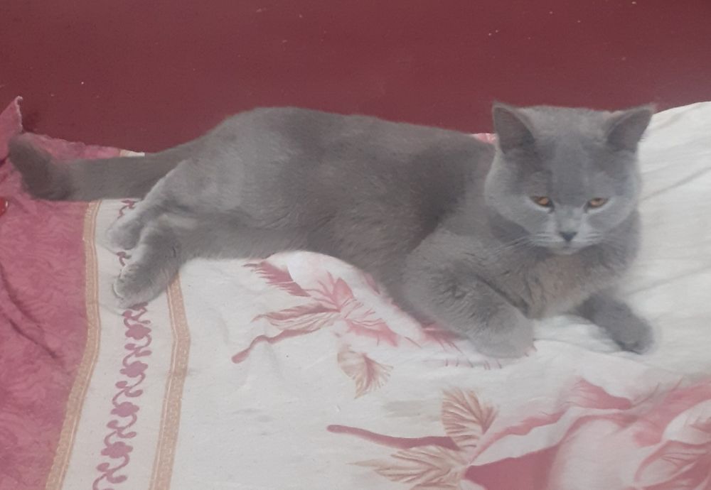 Мушик сотилада мушик сотилади