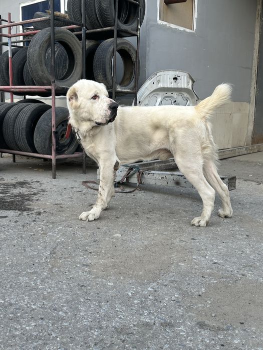 Вяска алабай кошиб берамиз