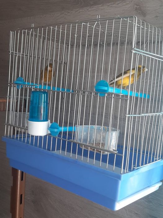 Кенары певчие! - самцы