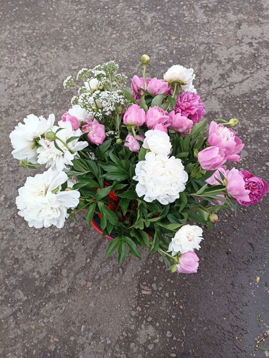Пионы пионы пионы