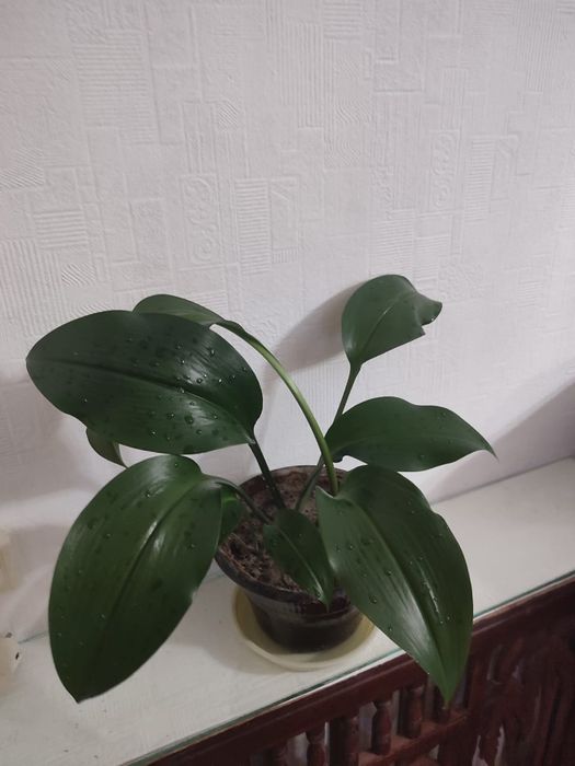 Продам Комнатные цветы от 1500